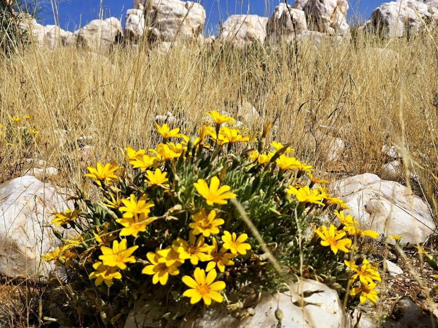 Commercial Property for Sale in Kenhardt Northern Cape